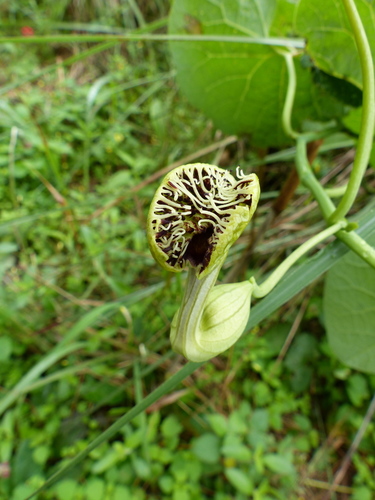 Aristolochia fimbriata