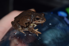 Pseudacris streckeri