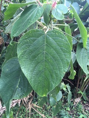 Acalypha macrostachya