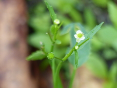 Ranunculus bonariensis