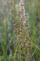 Cladium mariscoides