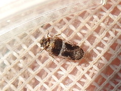 Catonia texana