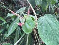 Acalypha macrostachya