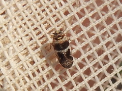 Catonia texana