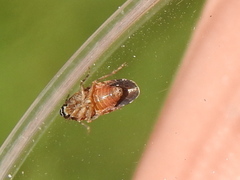 Catonia texana