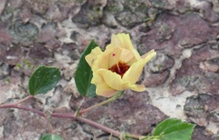 Cienfuegosia drummondii