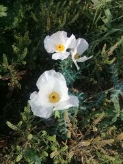 Argemone grandiflora