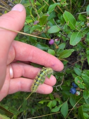 Acronicta lanceolaria