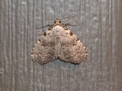 Dyspyralis puncticosta