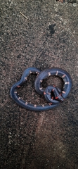 Cylindrophis ruffus