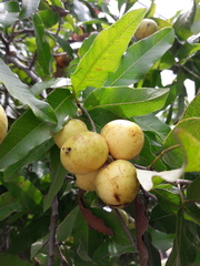 Melicoccus lepidopetalus