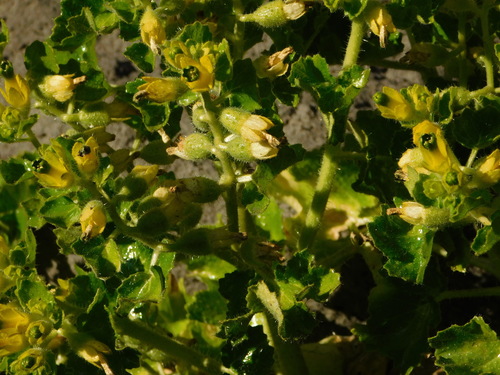 Rock nettle (Eucnide rupestris)
