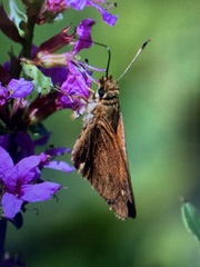 Poanes viator