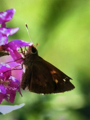 Poanes viator