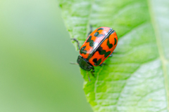 Chrysomela lapponica