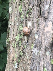 Cepaea nemoralis