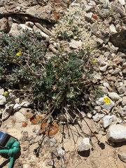 Potentilla pseudosericea