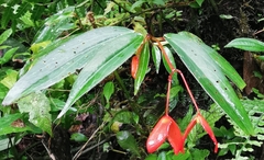 Begonia oblanceolata