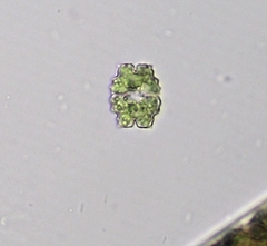 Euastrum denticulatum