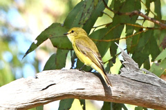 Microeca flavigaster