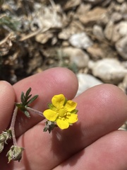 Potentilla pseudosericea