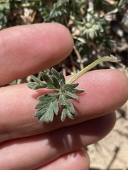 Potentilla pseudosericea