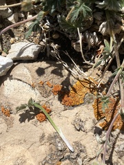 Potentilla pseudosericea
