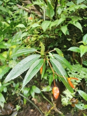 Begonia oblanceolata
