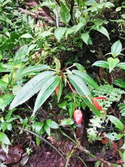 Begonia oblanceolata