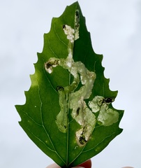 Pegomya