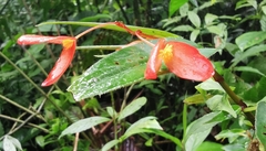 Begonia oblanceolata