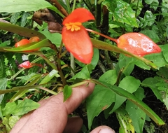 Begonia oblanceolata