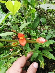 Begonia oblanceolata