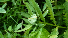 Herpetogramma theseusalis