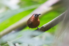 Cyphorhinus phaeocephalus