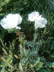 Argemone grandiflora