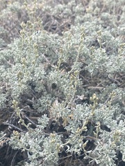 Artemisia rothrockii