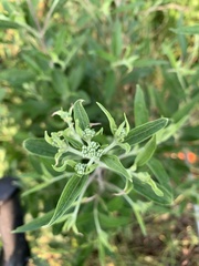 Eupatorium altissimum