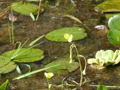 Utricularia platensis