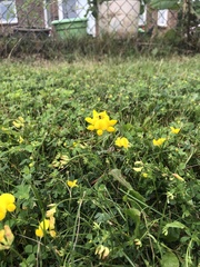 Lotus corniculatus