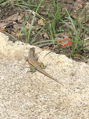 Leiocephalus personatus