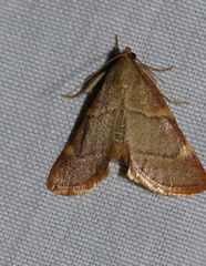 Hypsopygia binodulalis