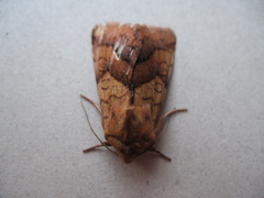 Pyrrhia exprimens