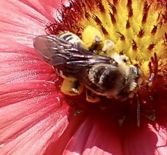 Melissodes communis communis