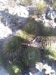Agave striata