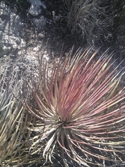 Agave striata