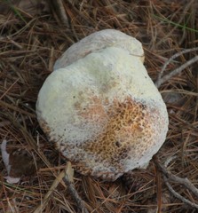 Hypomyces completus