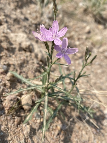 Image of Stephanomeria runcinata by (c) Matt Berger, some rights reserved (CC BY)