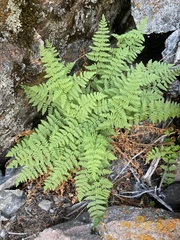Woodsiaceae
