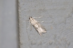 Promylea lunigerella